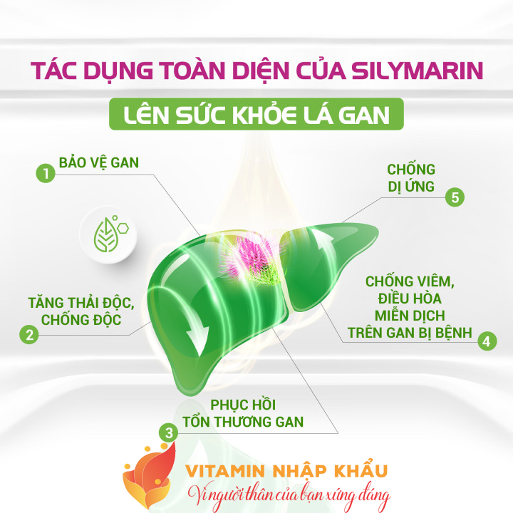 Silymarin: Hướng gan và bảo vệ gan Silymarin: Hướng gan và bảo vệ gan